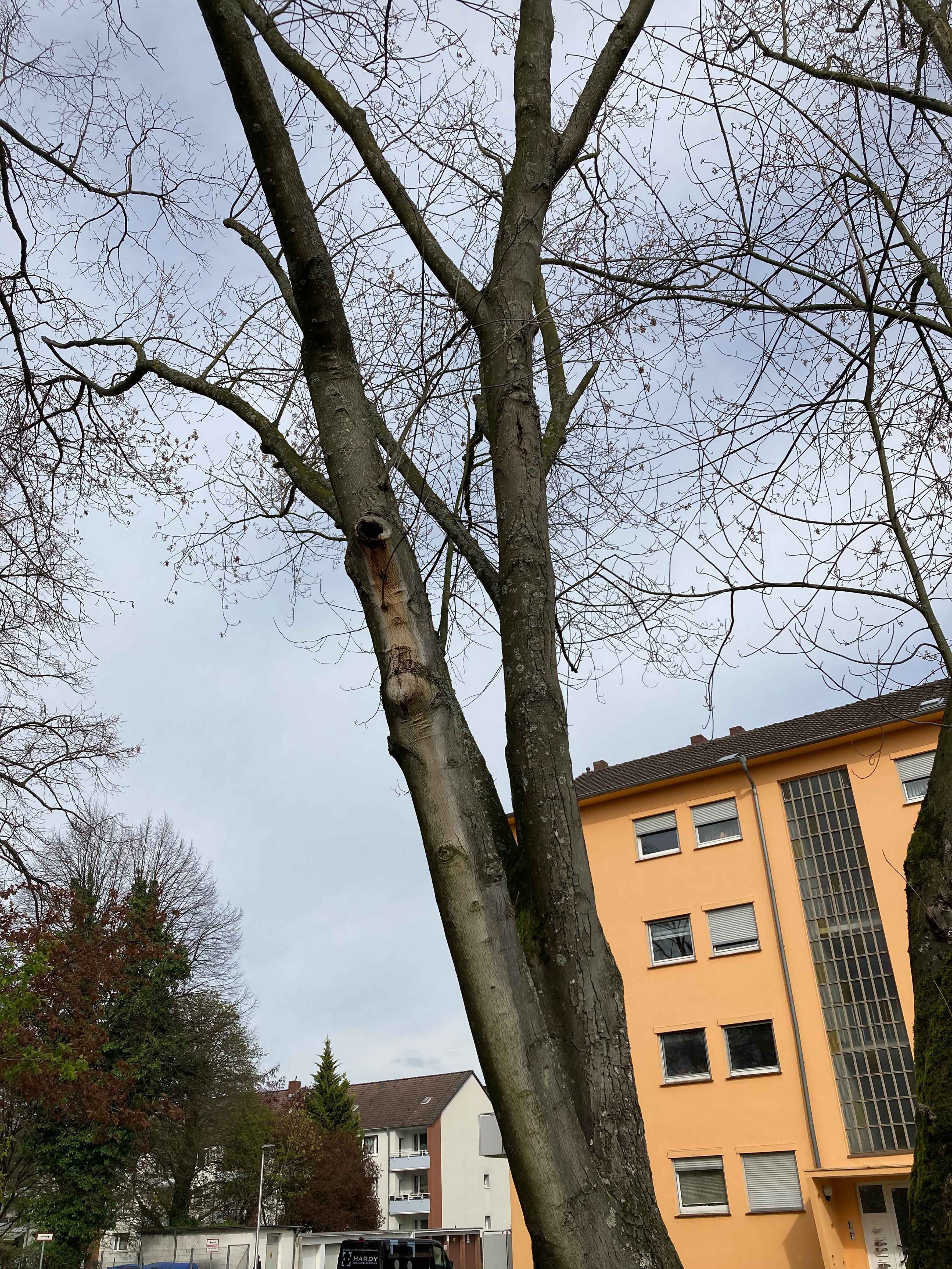 Gefährlicher Pilzbefall: Silberahorn am Lindenplatz muss weichen