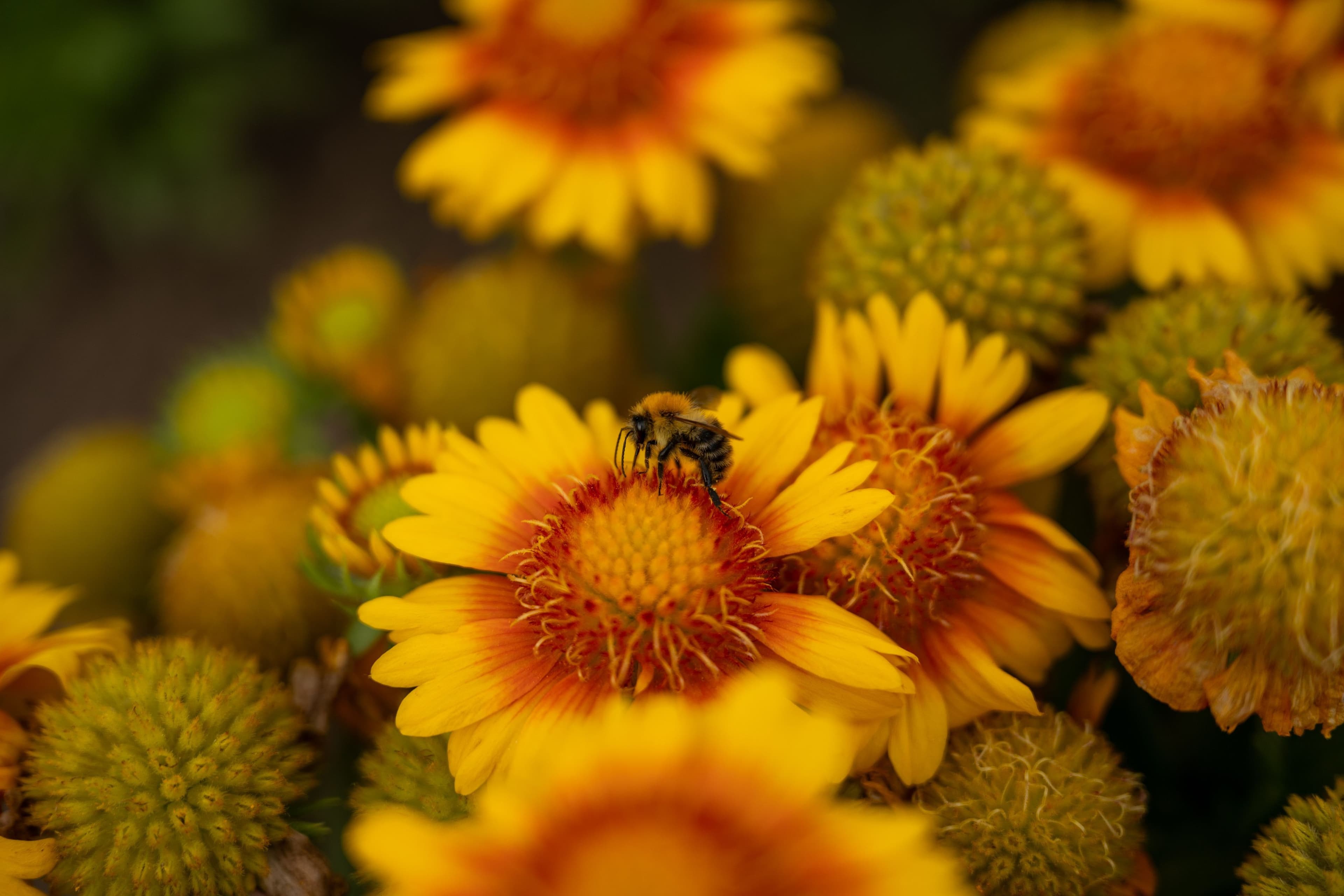 Insektenfreundliche Gärten entdecken