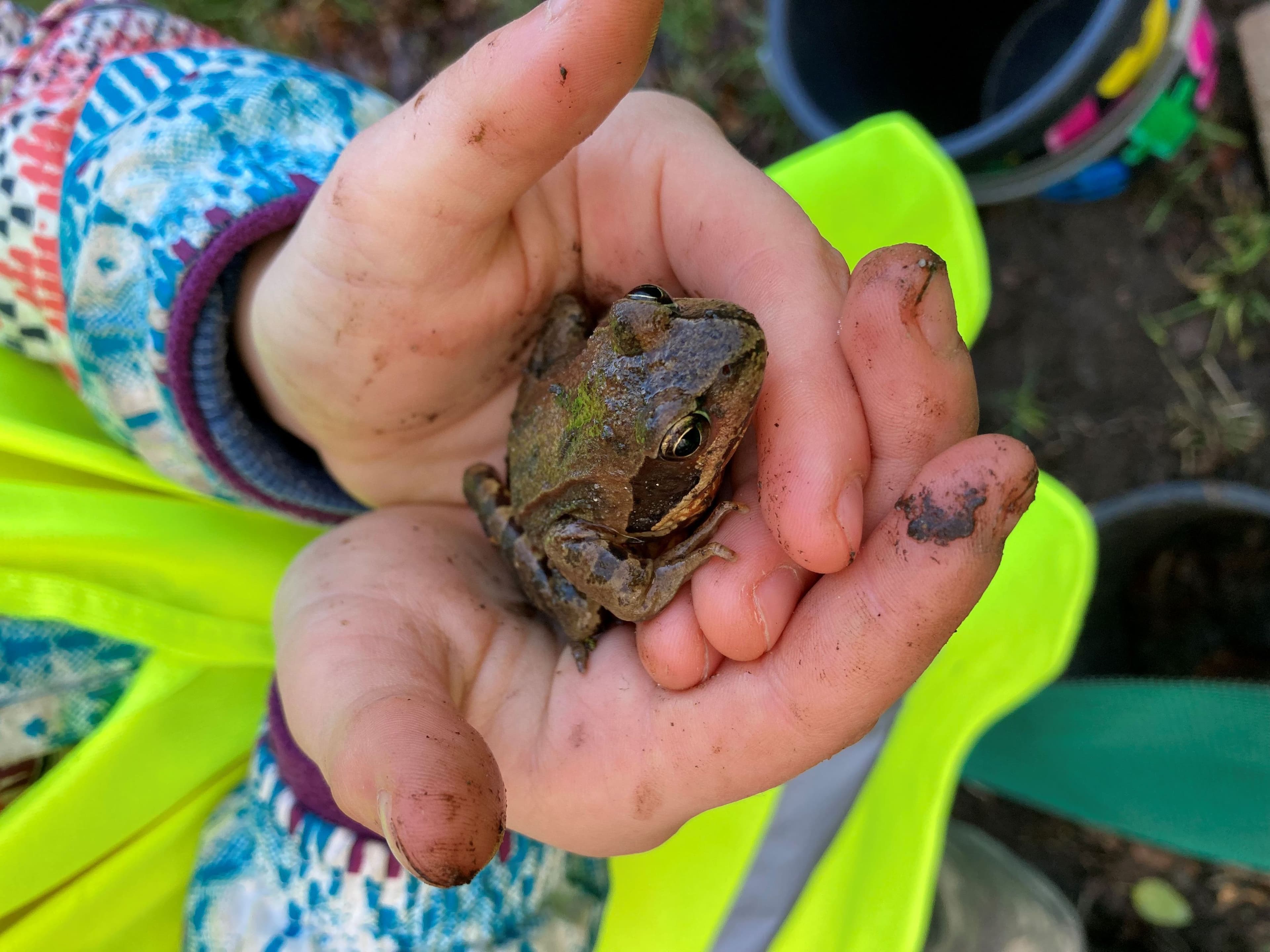 Minden schützt wandernde Amphibien