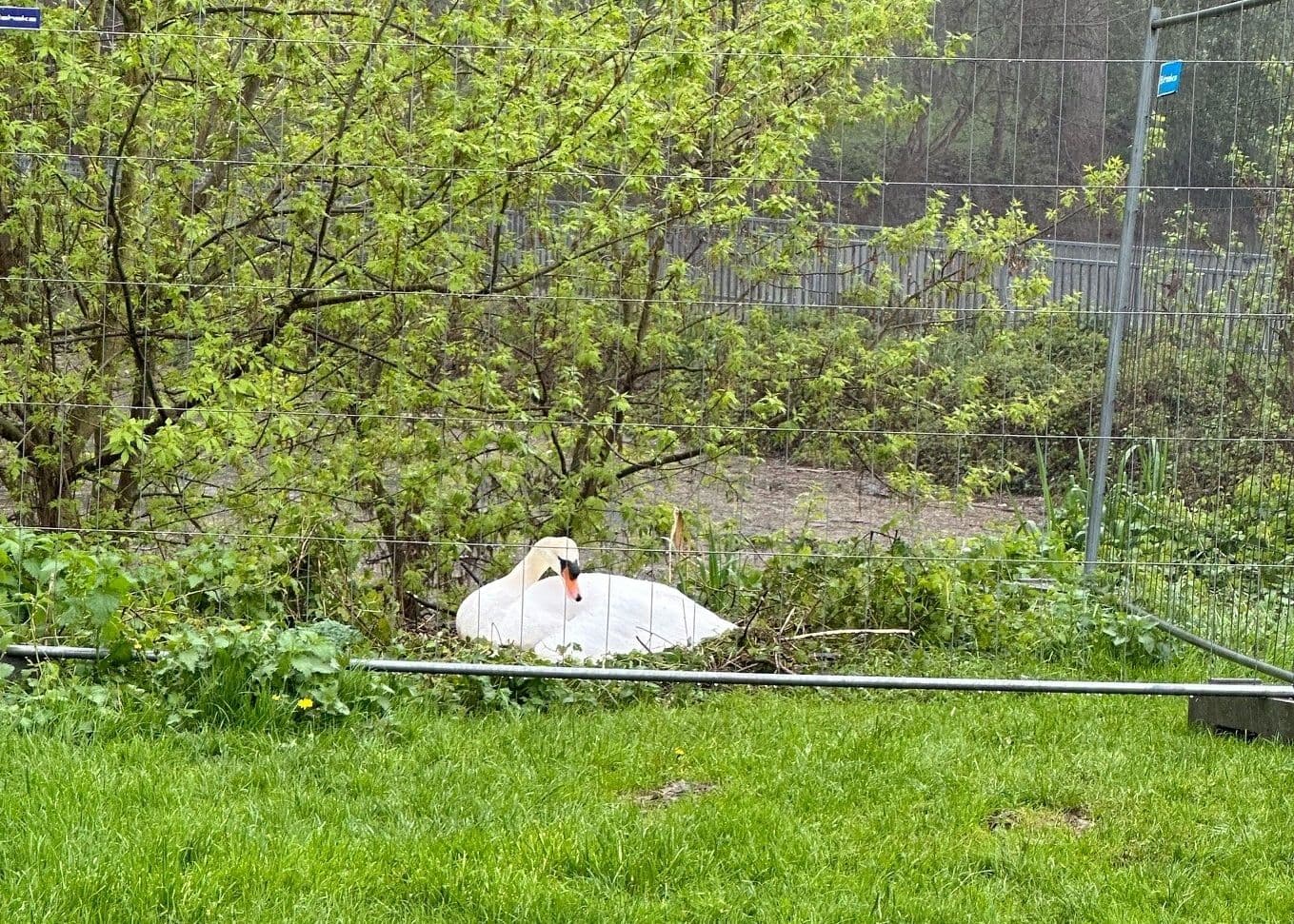 Schwanenpaar in Niederkassel trotzt erneut den Herausforderungen der Brutzeit