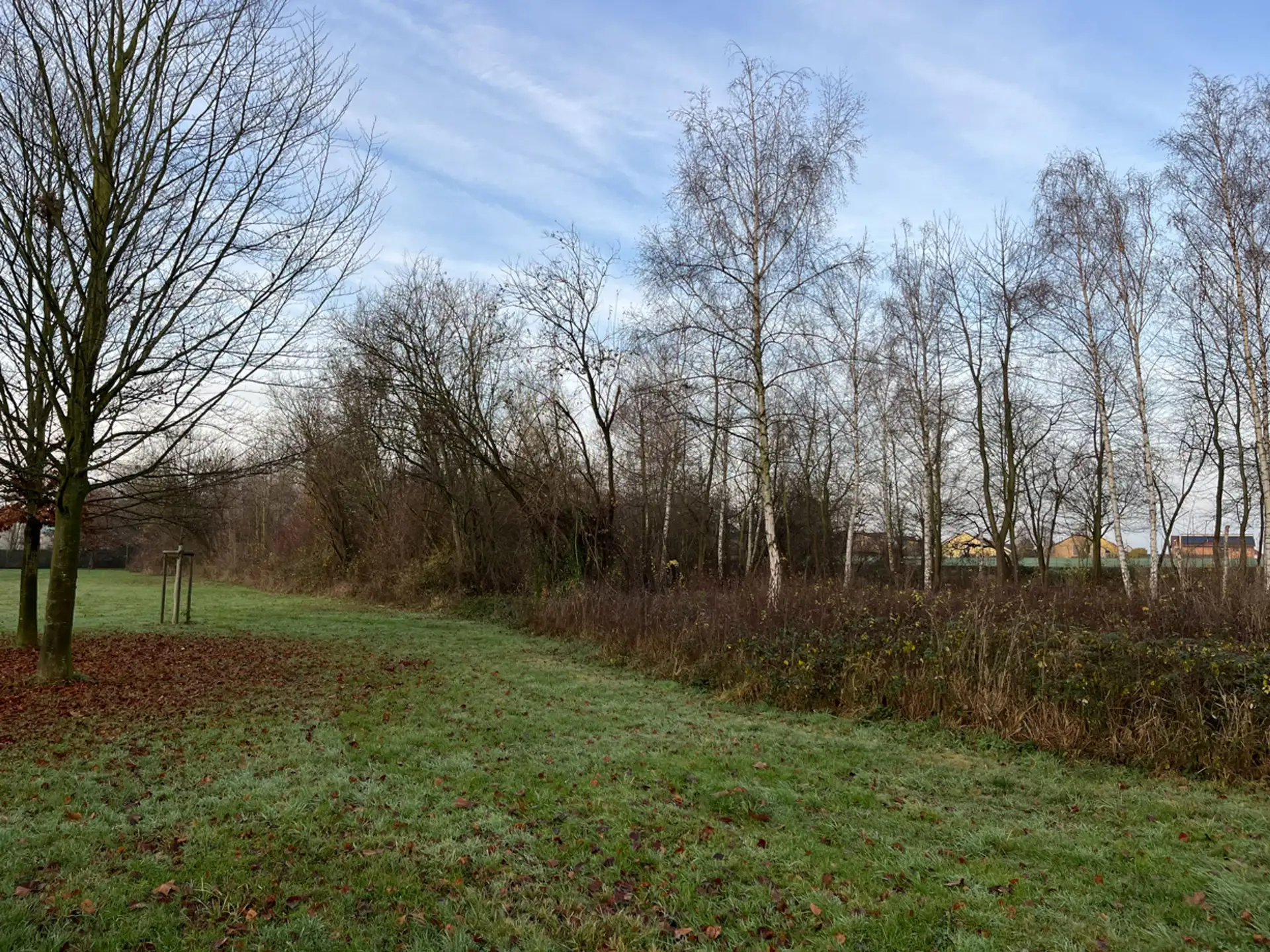 Baumpflege im Bürgerpark Niederkassel-Lülsdorf startet