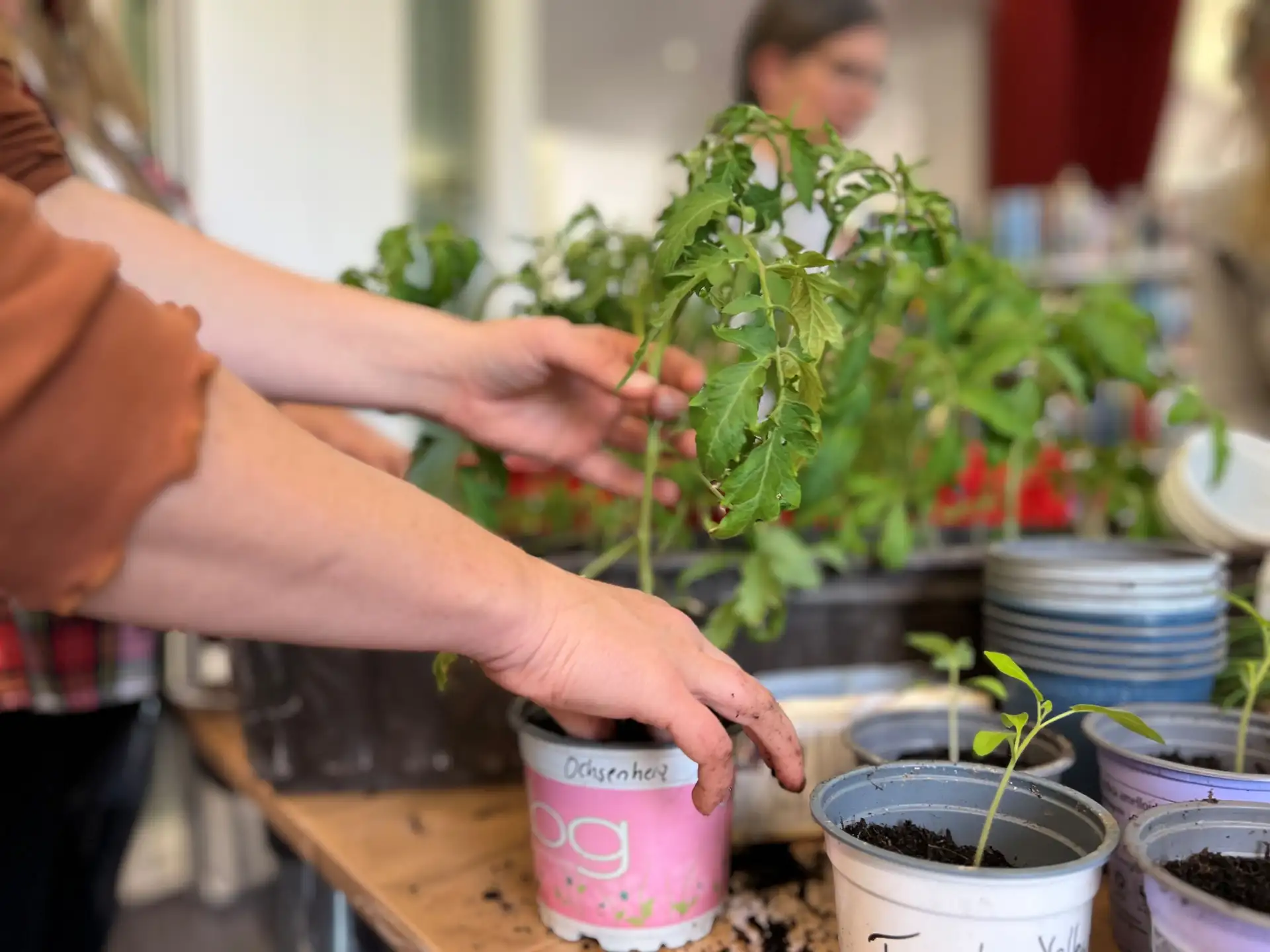 Saatguternte leicht gemacht: Praxisworkshop im Dritten Ort