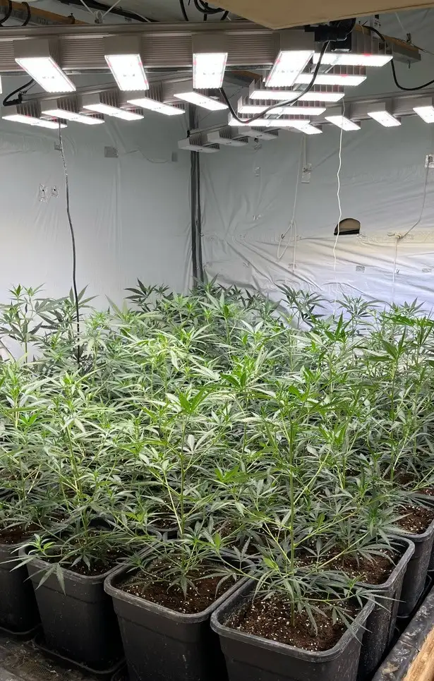POL-REK: 260807-2: Polizeikräfte stellten über 900 Cannabispflanzen sicher