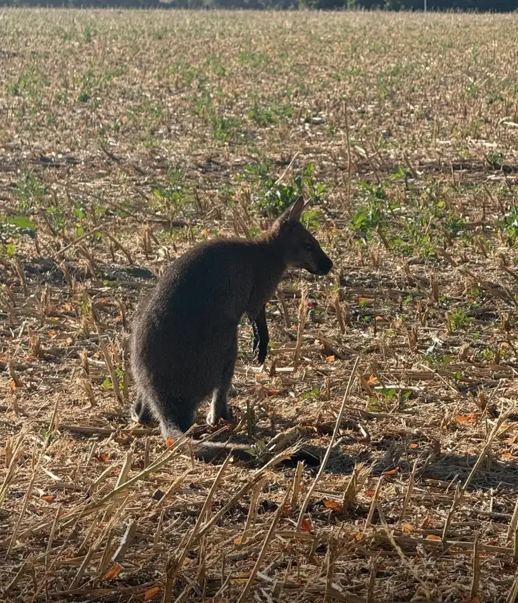 POL-AC: Känguru auf der Flucht - Polizei Aachen beendet tierischen Ausflug