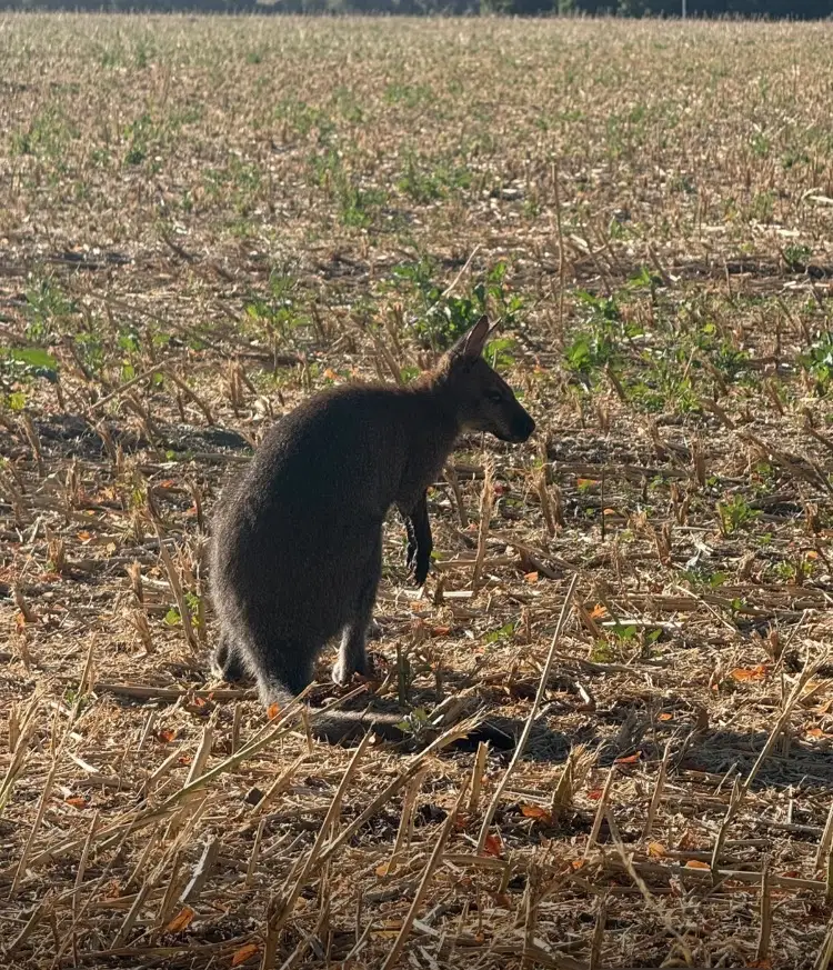 POL-AC: Känguru auf der Flucht - Polizei Aachen beendet tierischen Ausflug