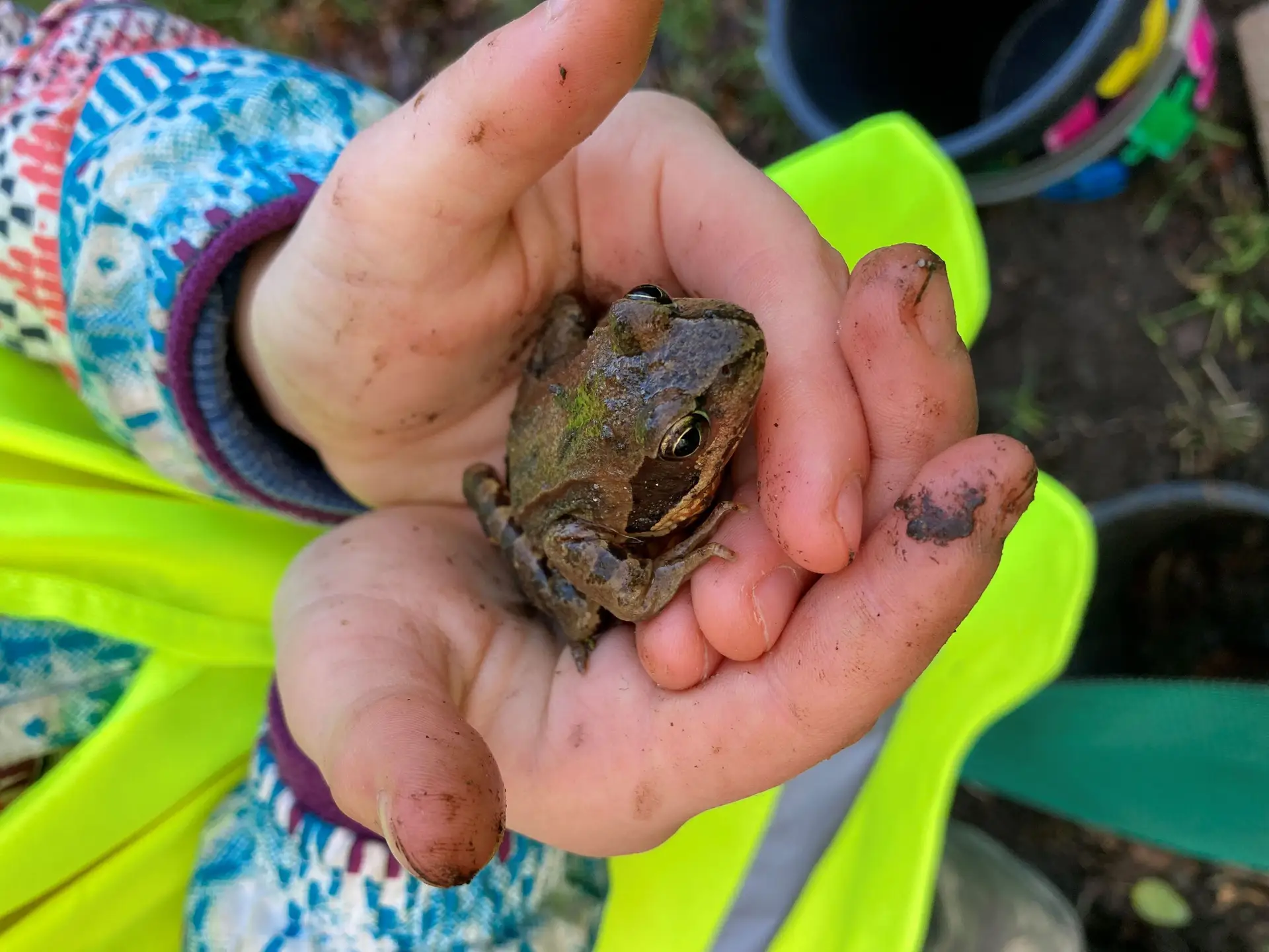 Minden schützt wandernde Amphibien